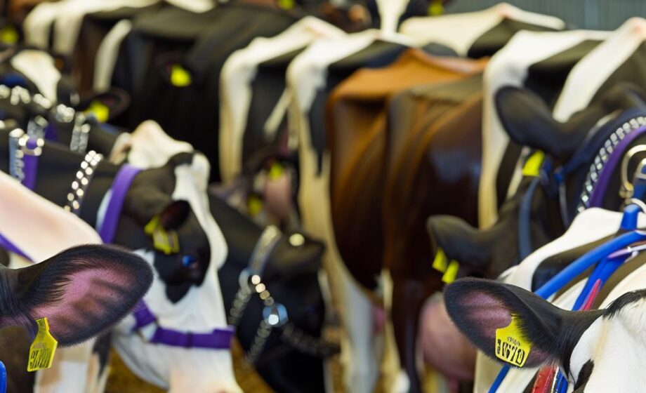 Großer Andrang: NFU im Fokus bei UK Dairy Day 2025