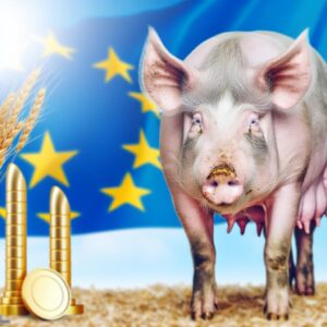 EU-Schweinezahlen leicht gestiegen