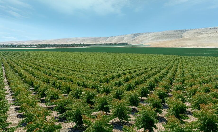 Pistachio-Anbaufläche übersteigt 83.700 Hektar