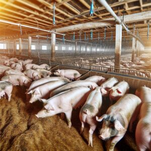 Schlachtzahlen bei Schweinen leicht gestiegen