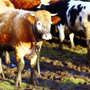 EU-Rinderzahlen sinken weiter an