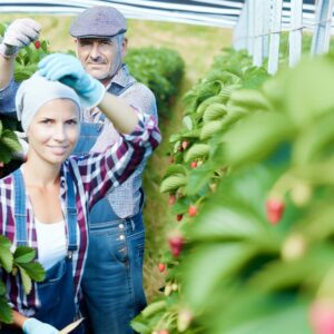 Erntehelfer reichen für Beeren-Nachfrage nicht aus