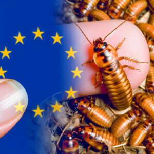 Insekten fördern: Nestlé initiiert EU-Projekt