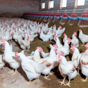 Neuer Ausbruch der Vogelgrippe auf Hühnerfarm in Valladolid