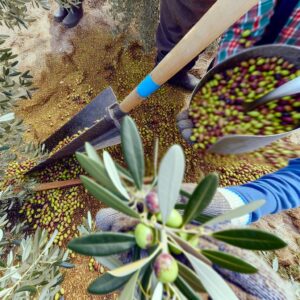 CLM-Genossenschaften erwarten 17% weniger Olivenernte