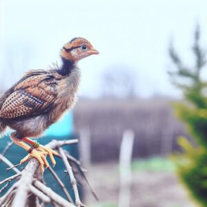 Geflügelpest: Hochpathogene Aviäre Influenza