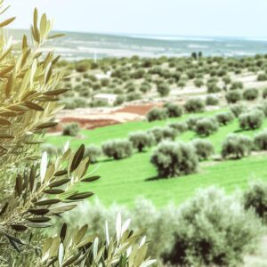 Asaja Córdoba warnt vor Krise im Olivenanbau