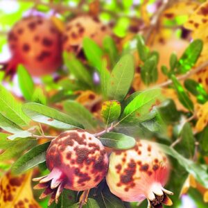 Johannisbrotbaum und Granatapfel gegen Anthraknose