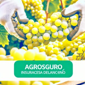 Versicherungsstart für Weintrauben bei Agroseguro